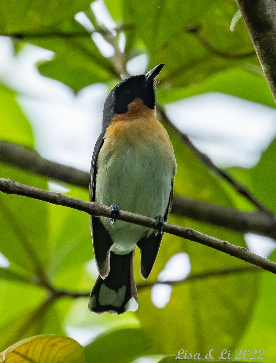 Spectacled Monarch (Halmahera) - ML472837231