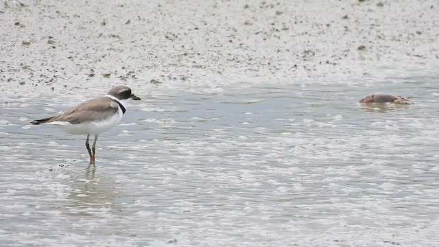 Semipalmated Plover - ML472840771