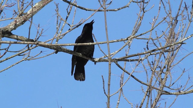 American Crow - ML472842