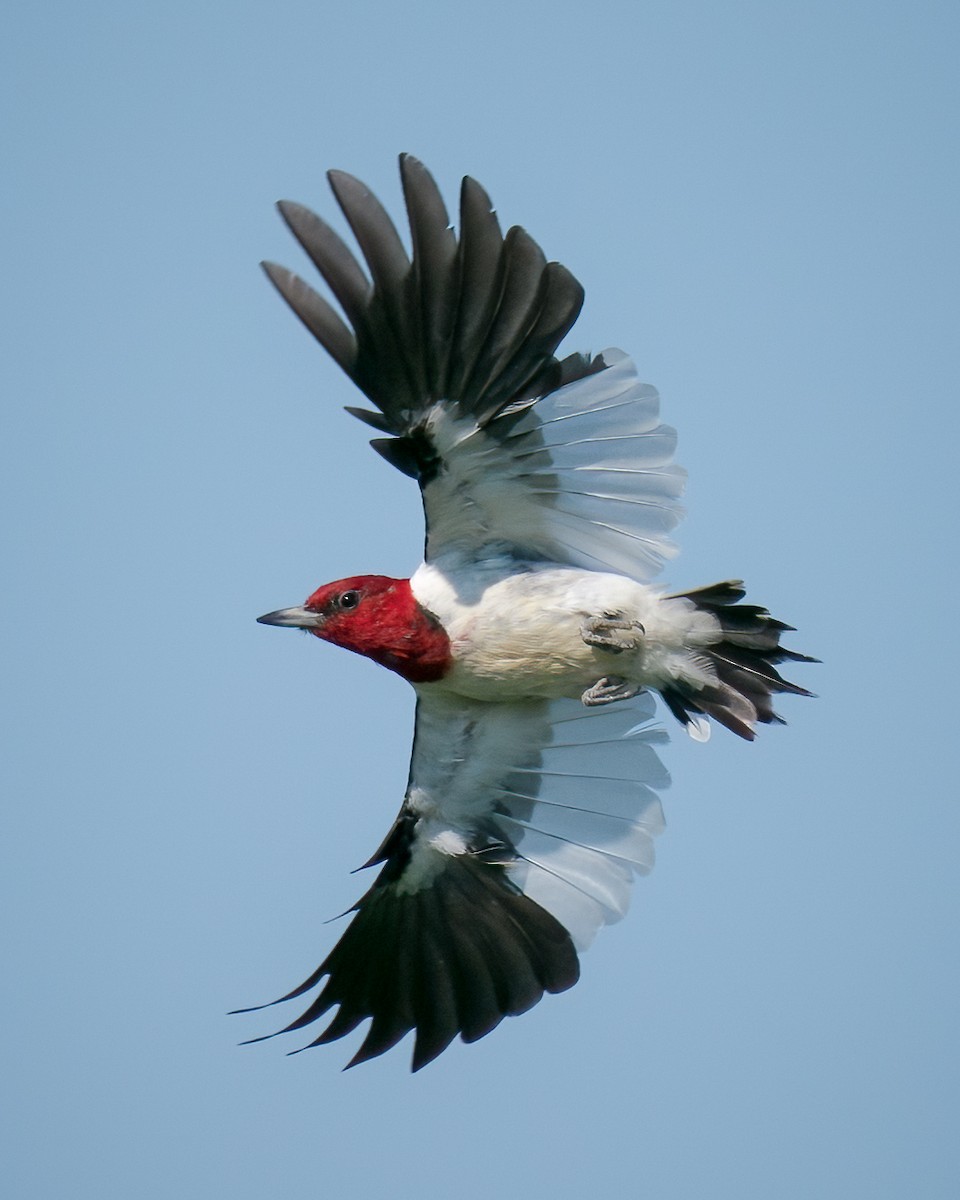 Red-headed Woodpecker - ML472845031
