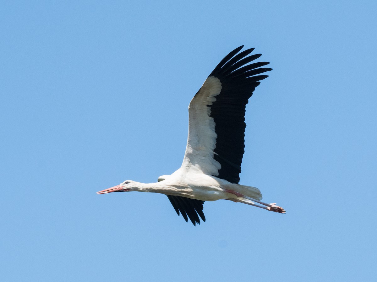 White Stork - ML472847551