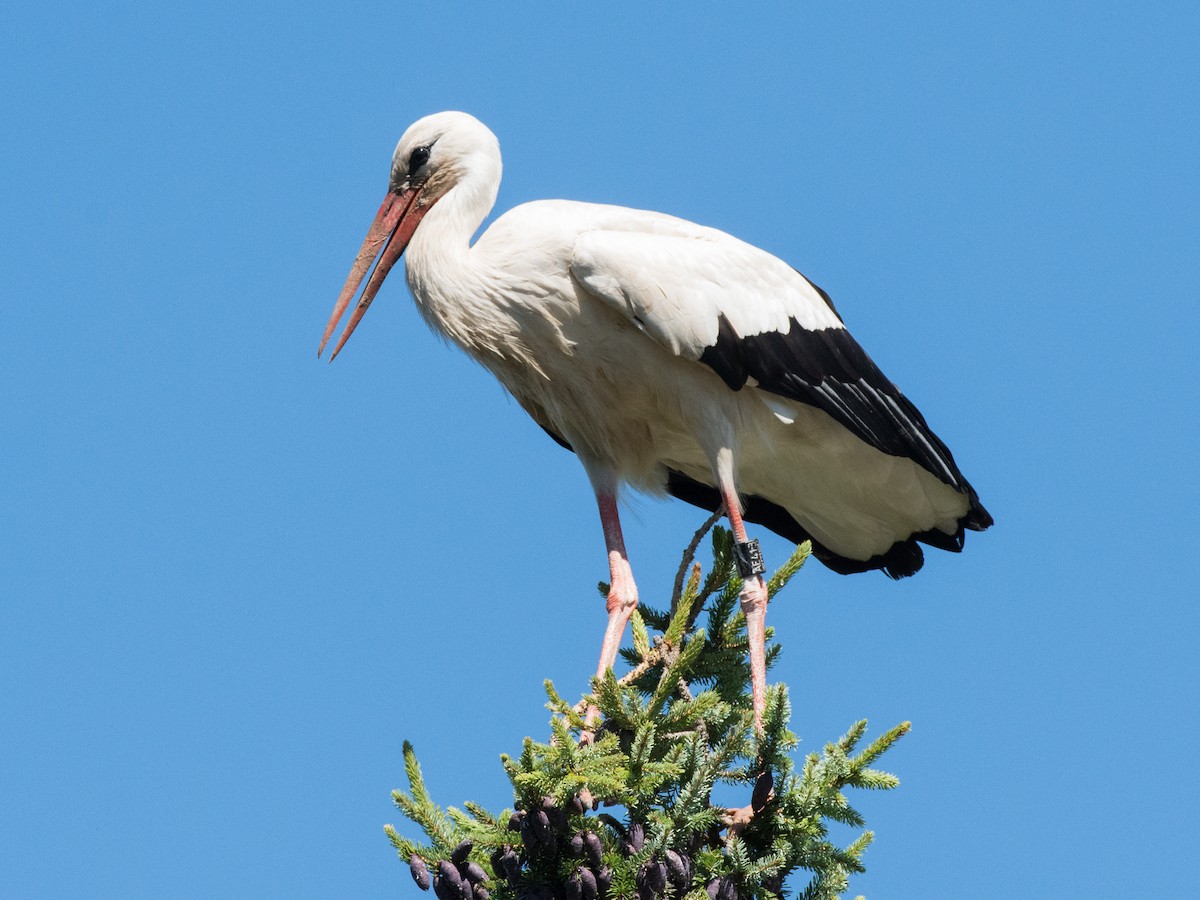 White Stork - ML472847571