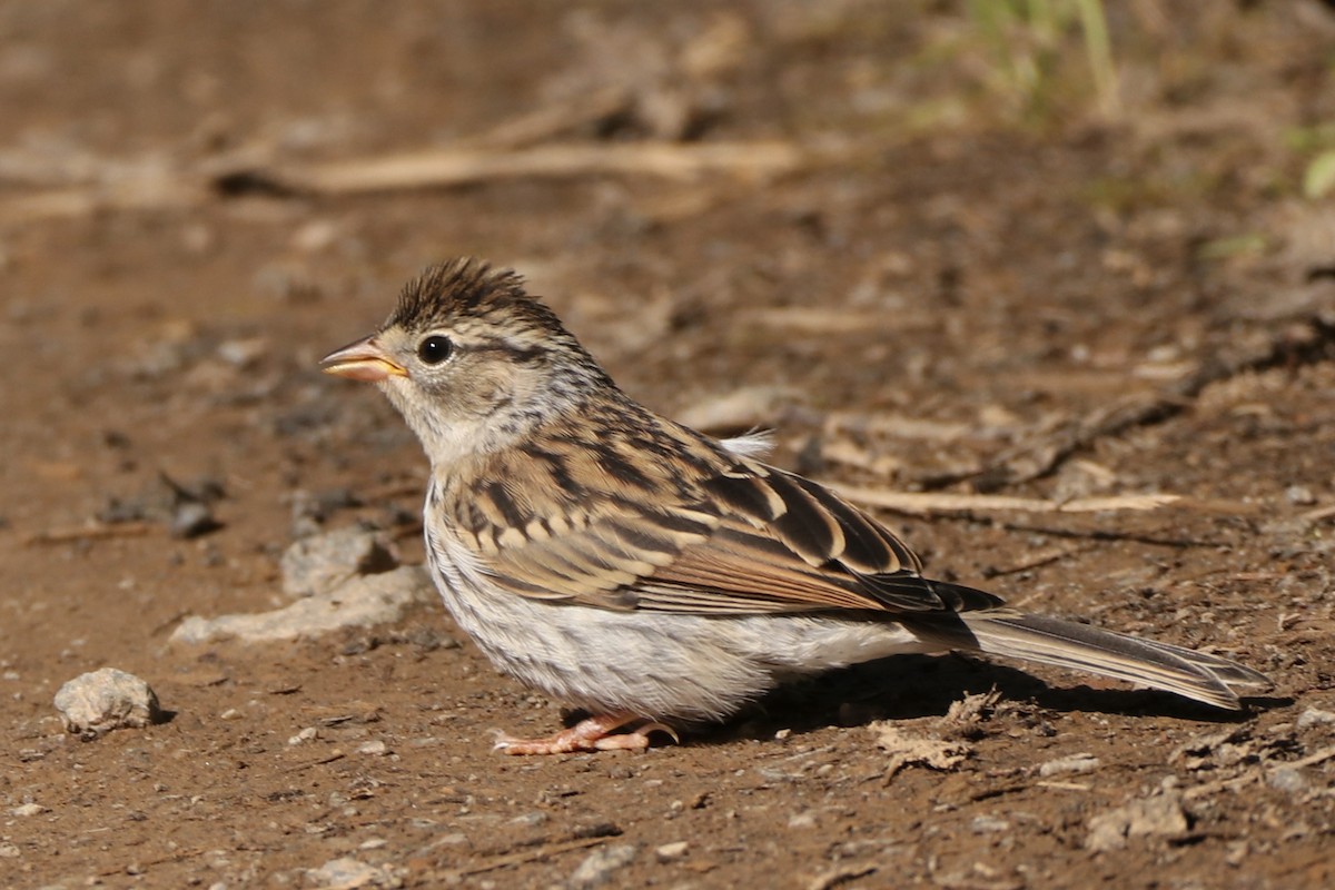 Chipping Sparrow - ML472848011