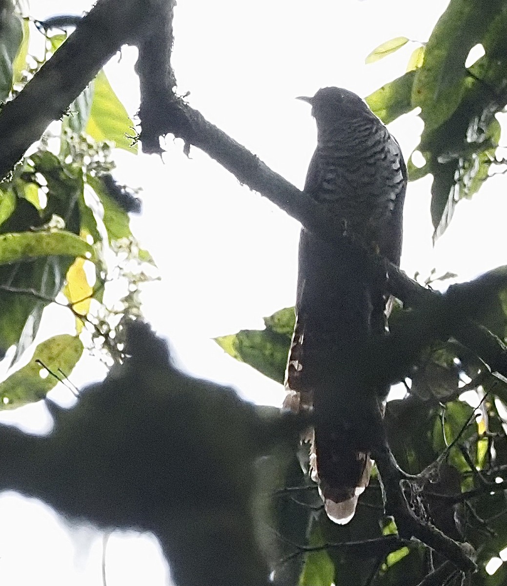 Barred Long-tailed Cuckoo - ML472849491