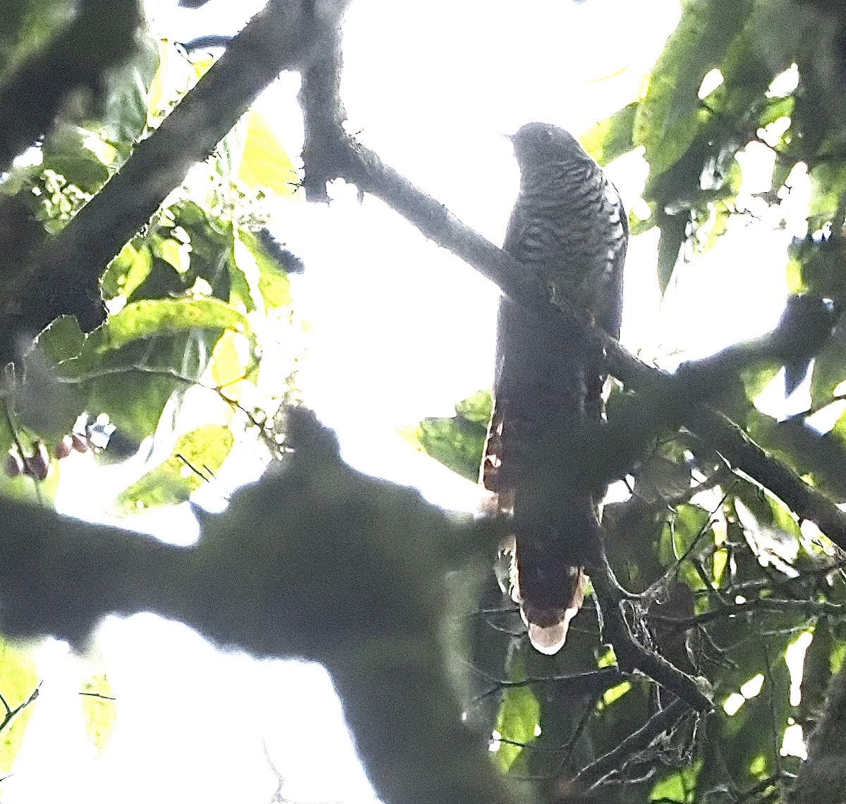 Barred Long-tailed Cuckoo - ML472849521
