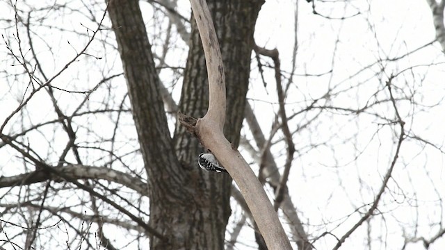 Downy Woodpecker (Eastern) - ML472850