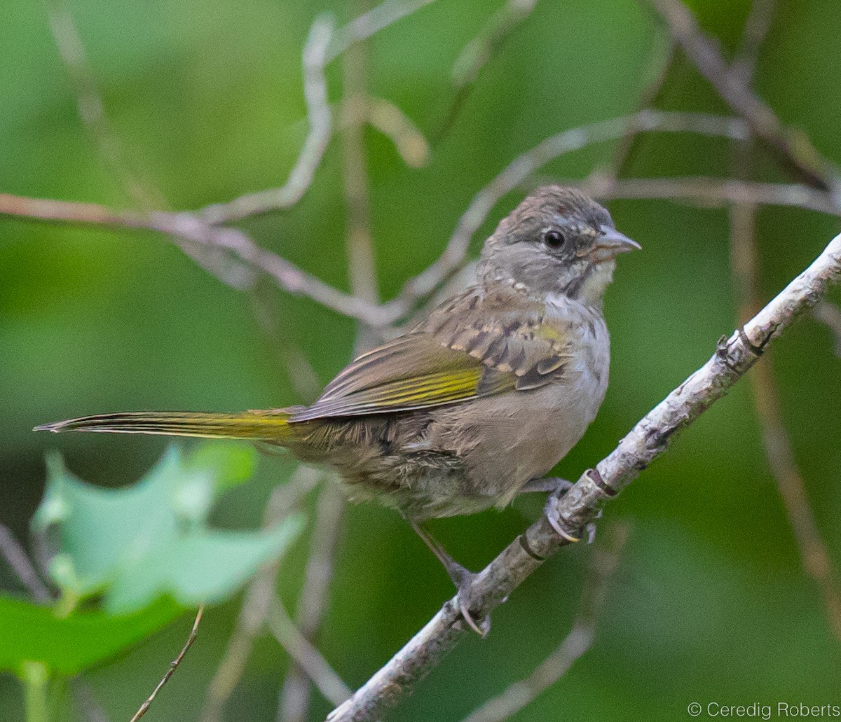 Green-tailed Towhee - Ceredig  Roberts