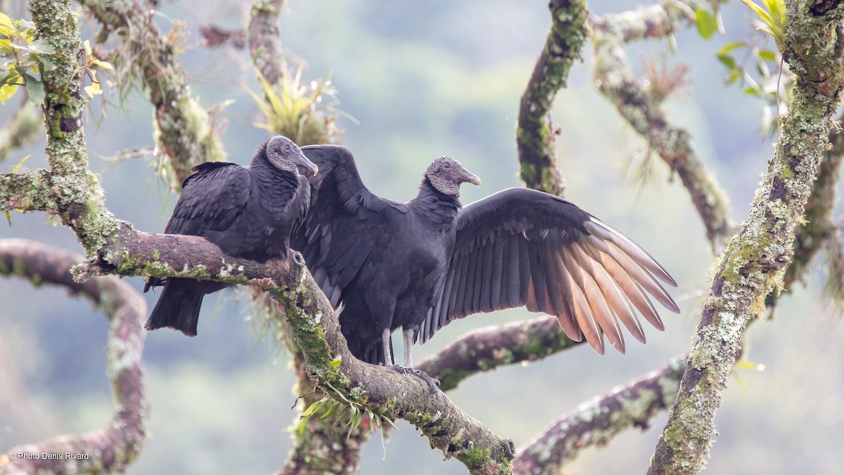 Black Vulture - Denis Rivard