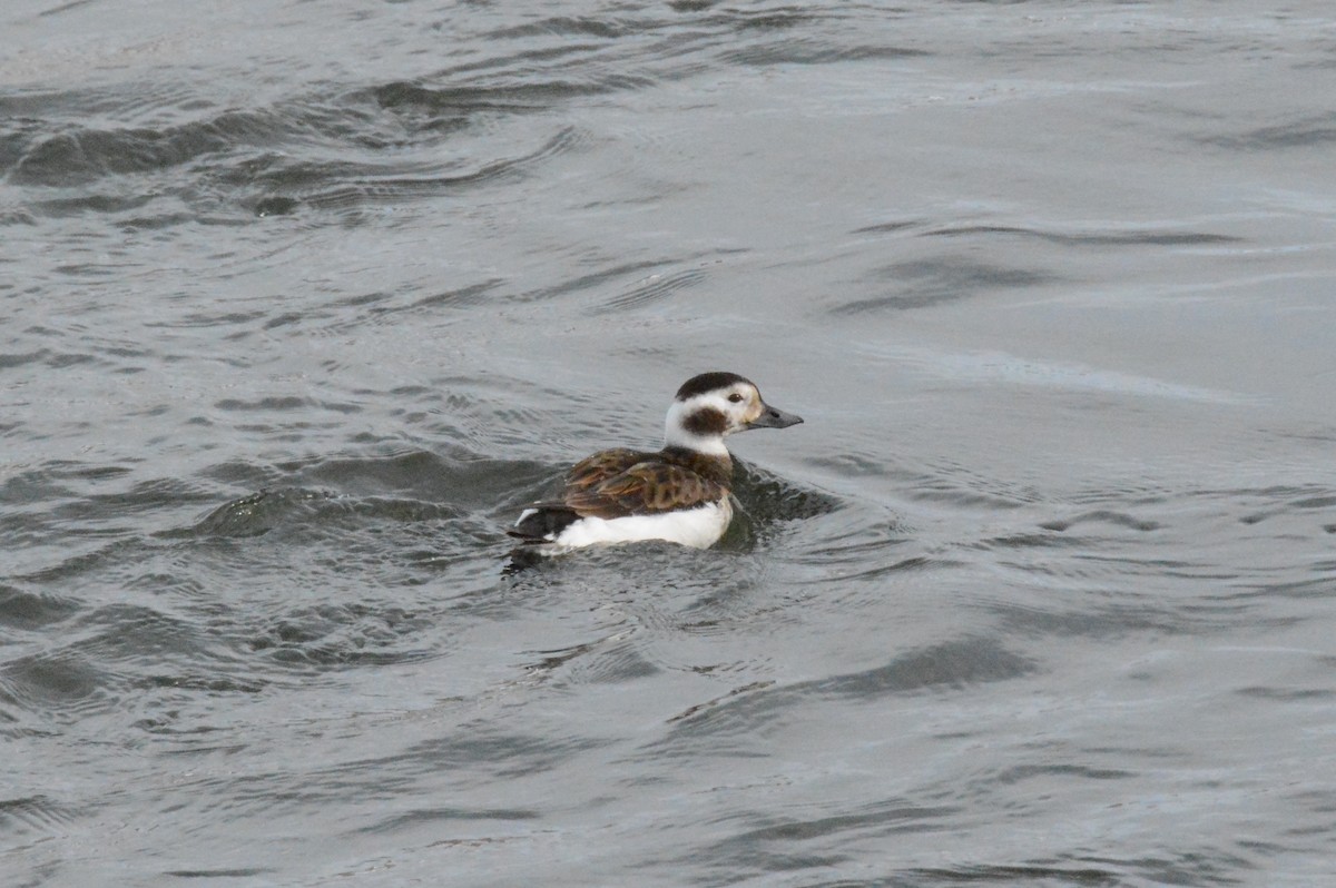 Long-tailed Duck - Nate Brown