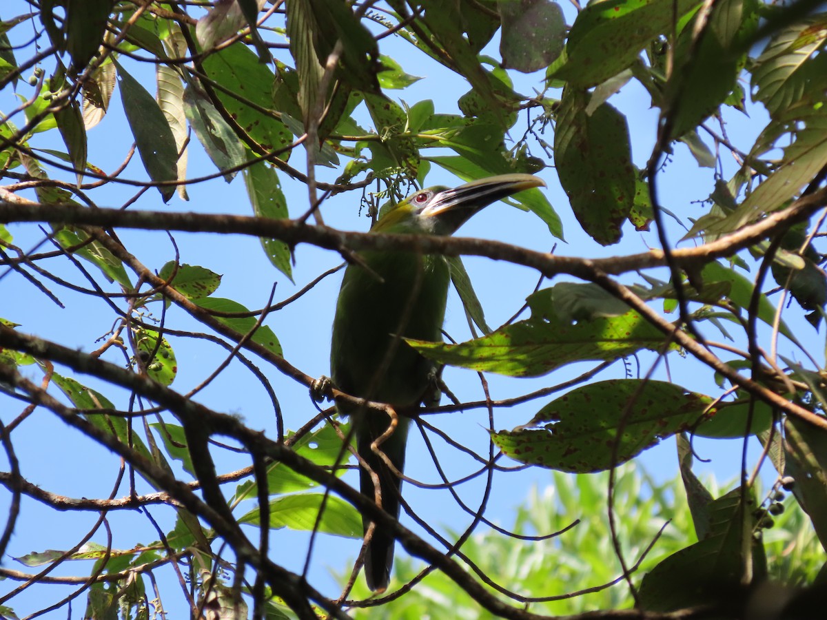Groove-billed Toucanet - ML472852661
