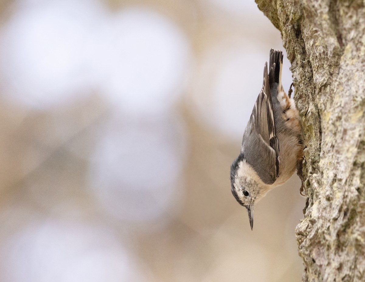 White-breasted Nuthatch - ML472852821