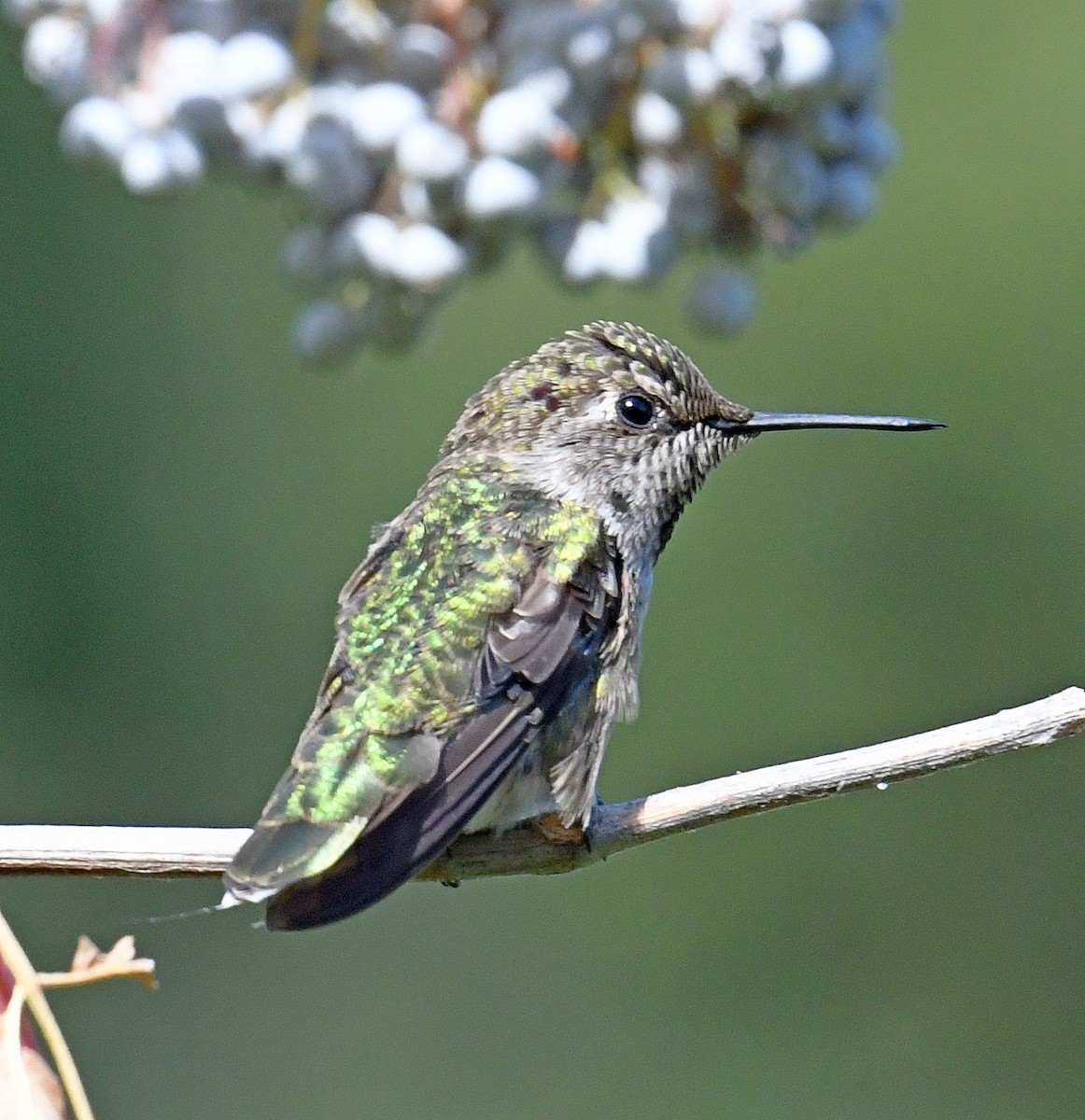 Anna's Hummingbird - ML472853201