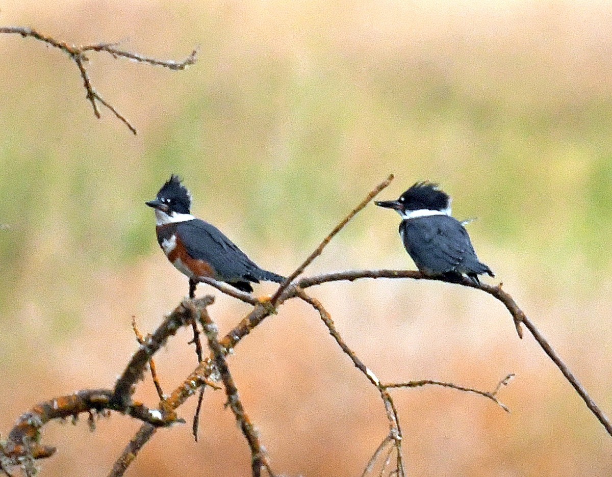 Belted Kingfisher - ML472853331