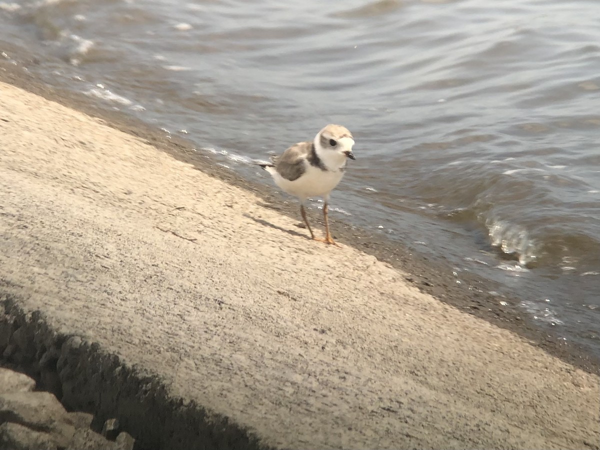Piping Plover - ML472855161