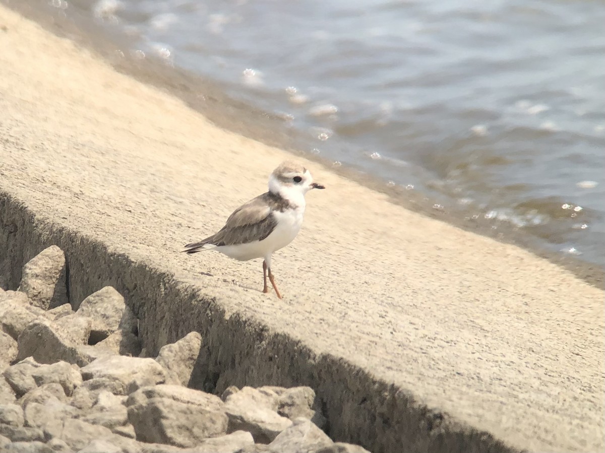 Piping Plover - ML472855171