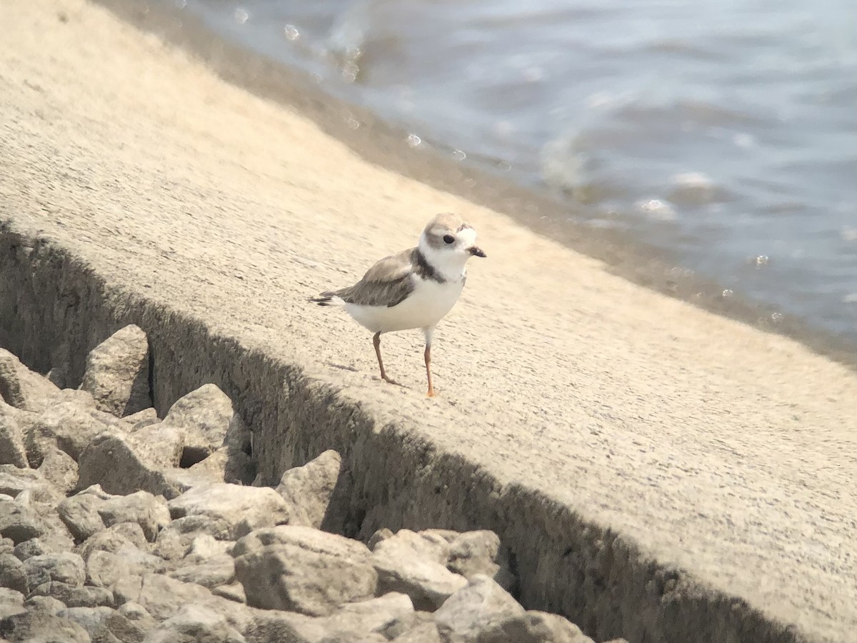 Piping Plover - ML472855201