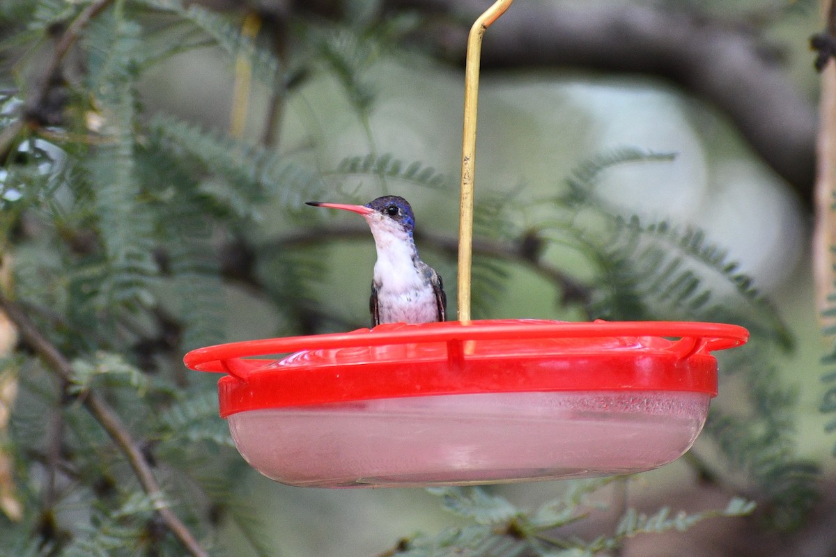 Violet-crowned Hummingbird - ML472855611
