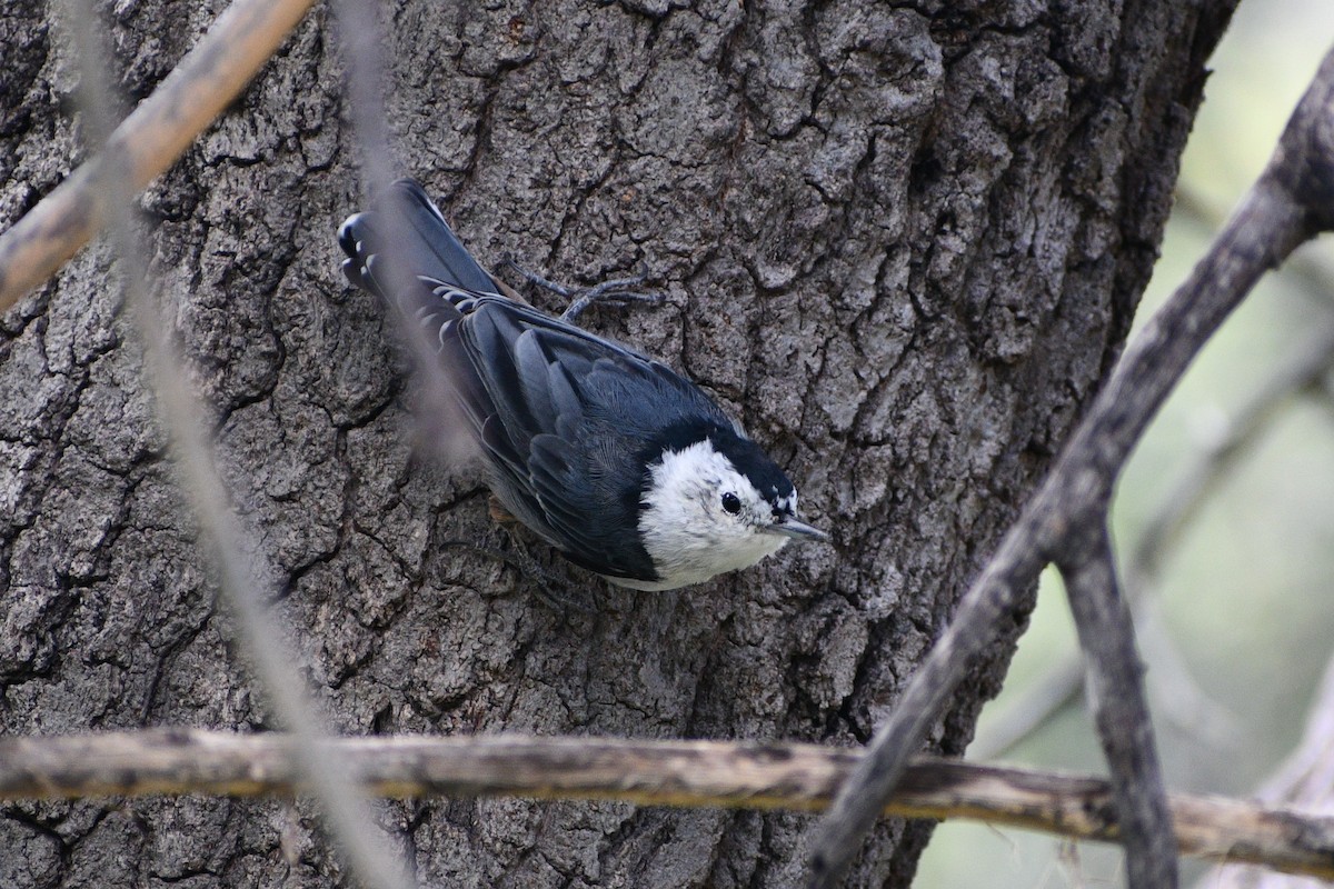 White-breasted Nuthatch - ML472855741