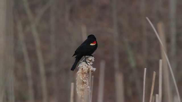 Red-winged Blackbird (Red-winged) - ML472858