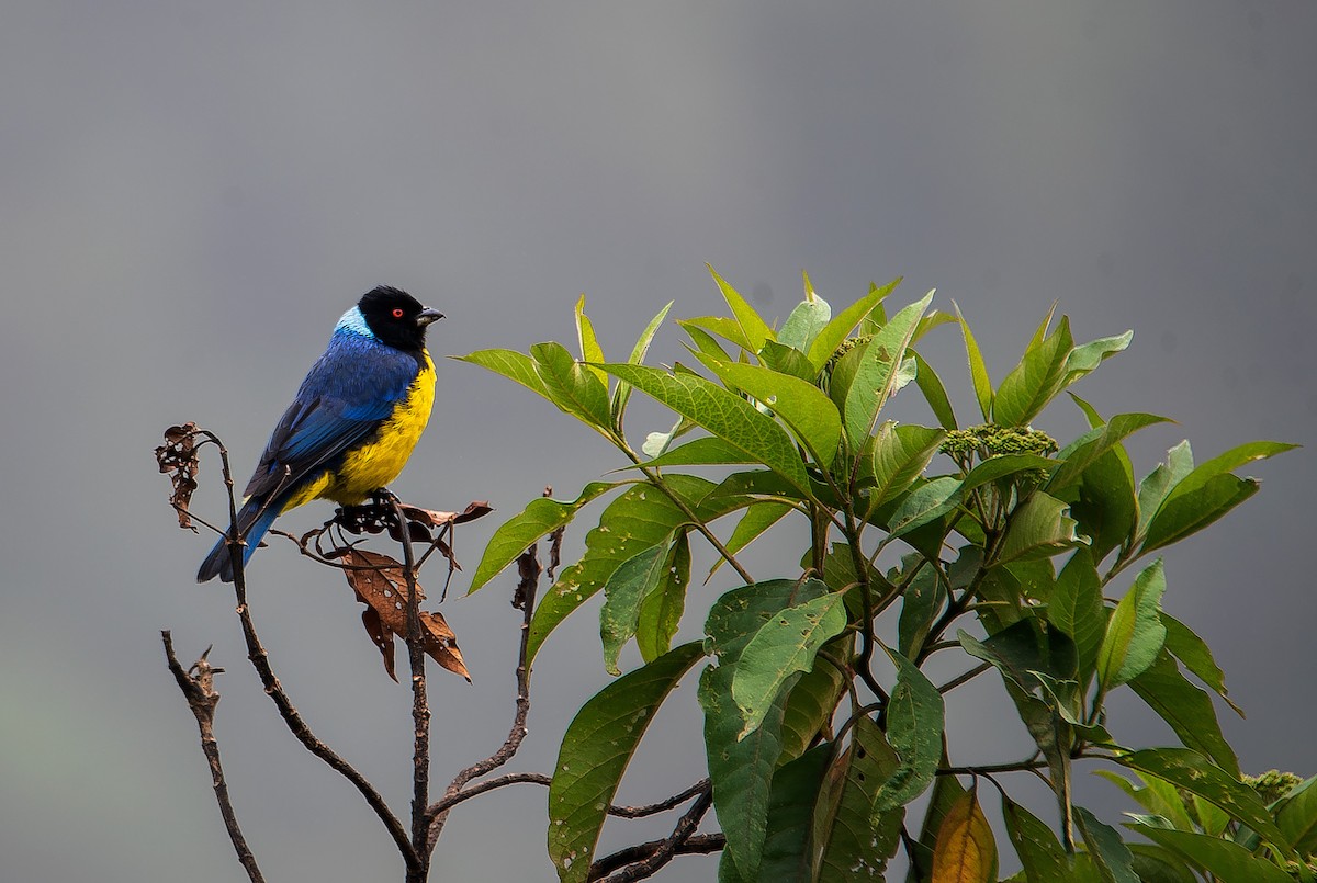 Hooded Mountain Tanager - ML472858261