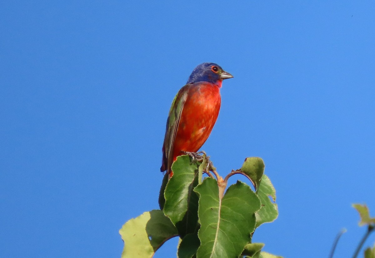 Painted Bunting - ML472859071