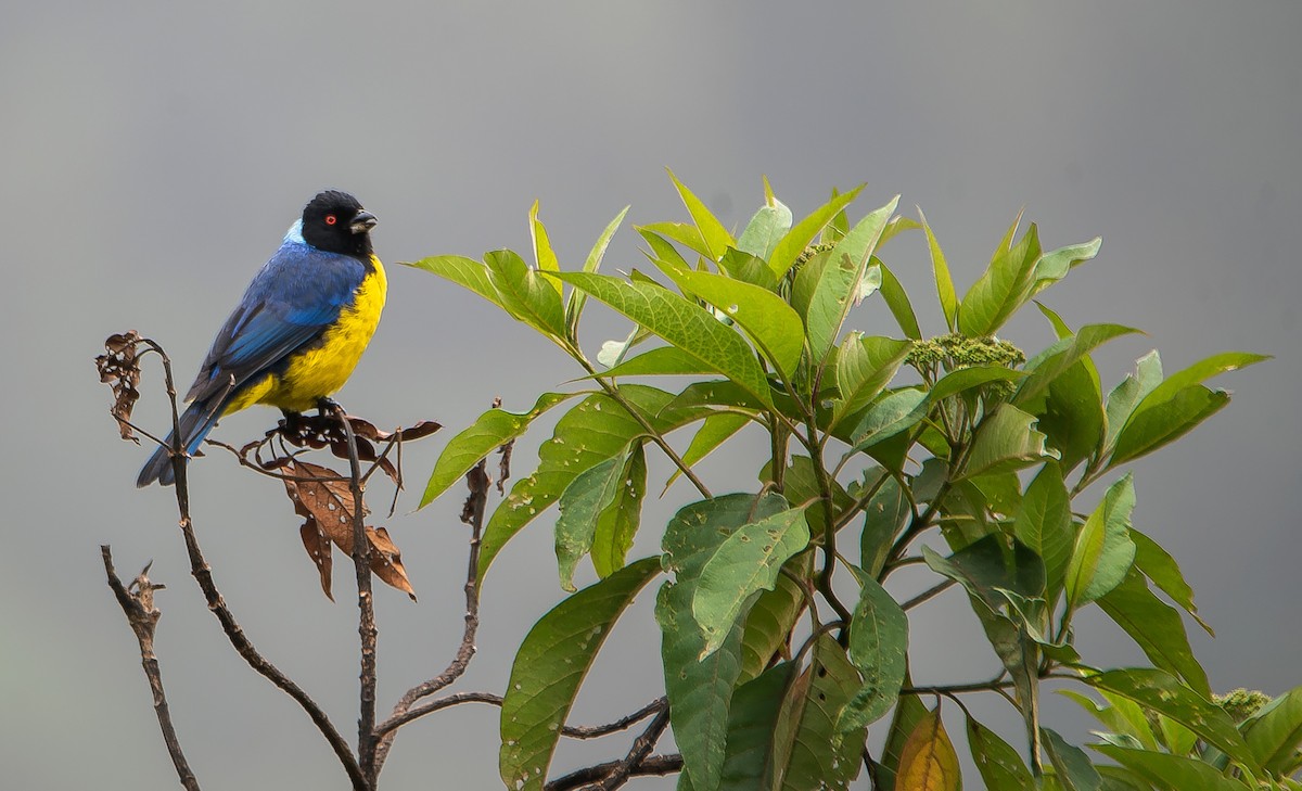 Hooded Mountain Tanager - ML472859101