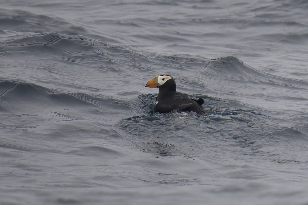 Tufted Puffin - ML472872261