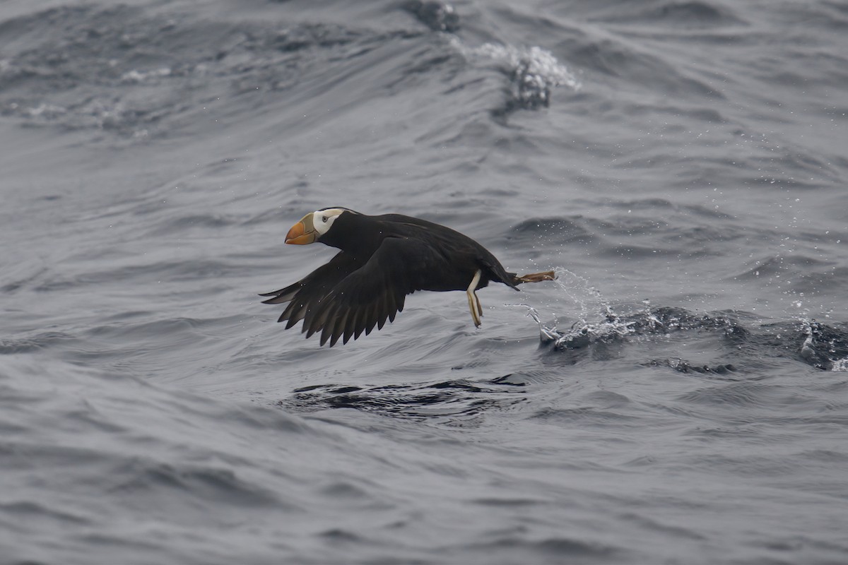 Tufted Puffin - ML472872281