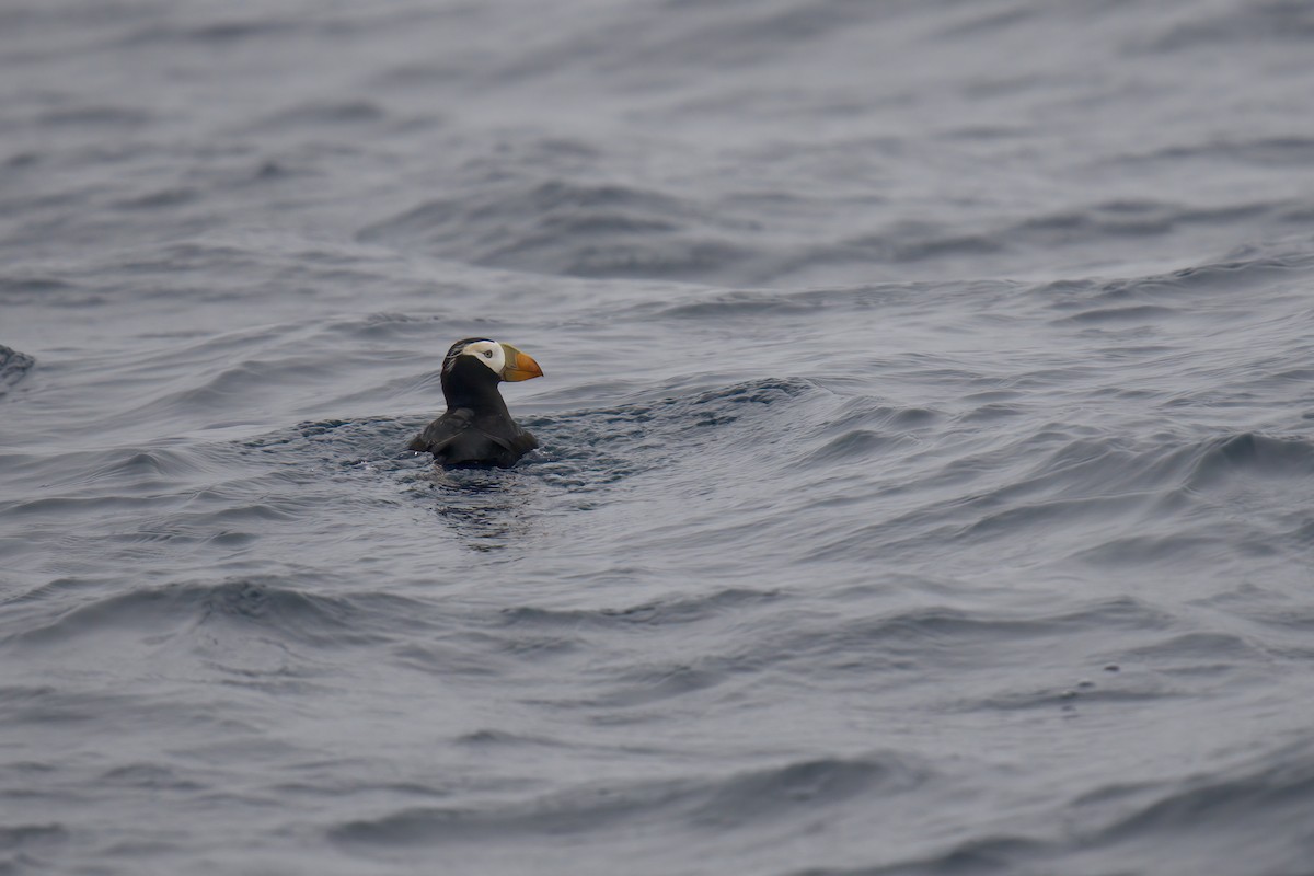 Tufted Puffin - ML472872311