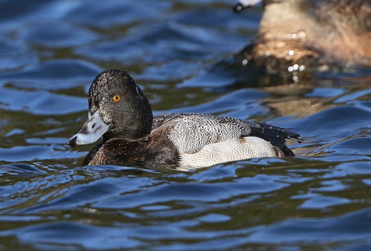 Greater Scaup - Kenneth Trease