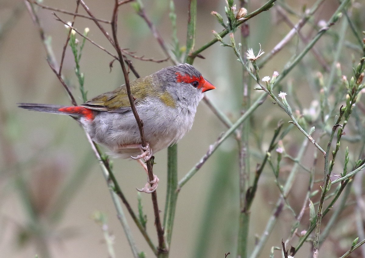 Red-browed Firetail - ML47287601