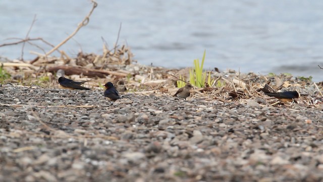 Northern Rough-winged Swallow (Northern) - ML472882
