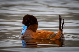 Andean Duck, ML472883171