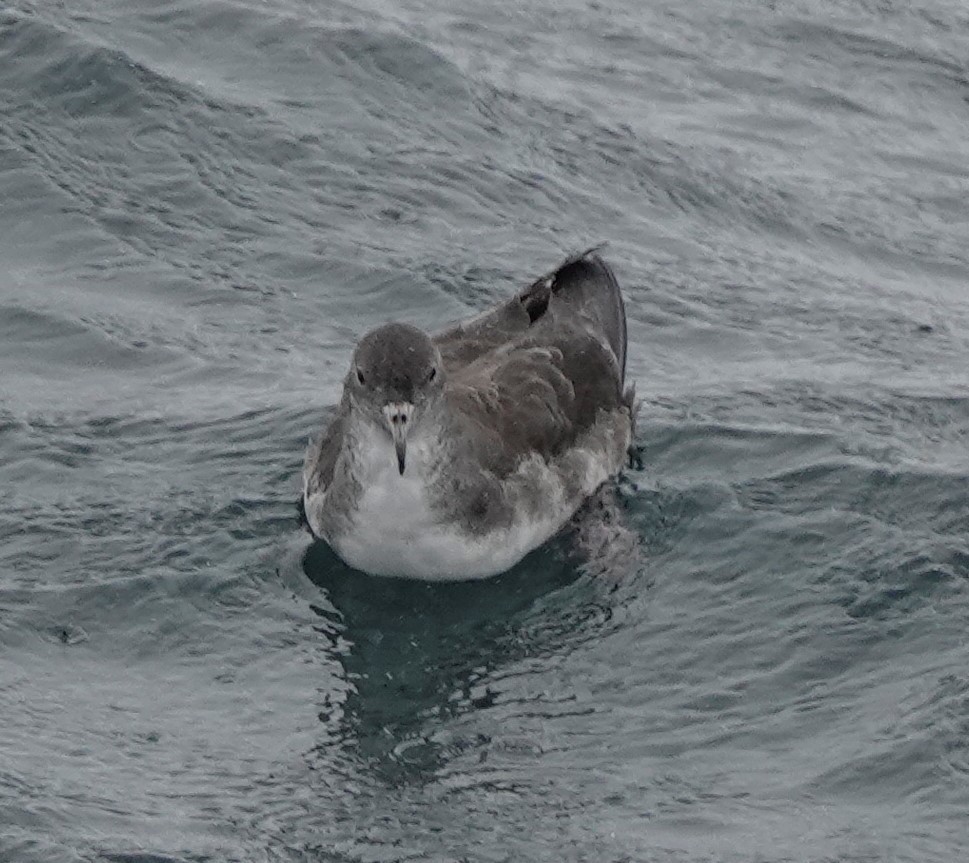 Pink-footed Shearwater - ML472883221