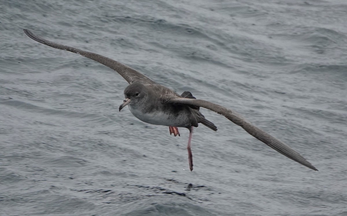 Pink-footed Shearwater - ML472883231
