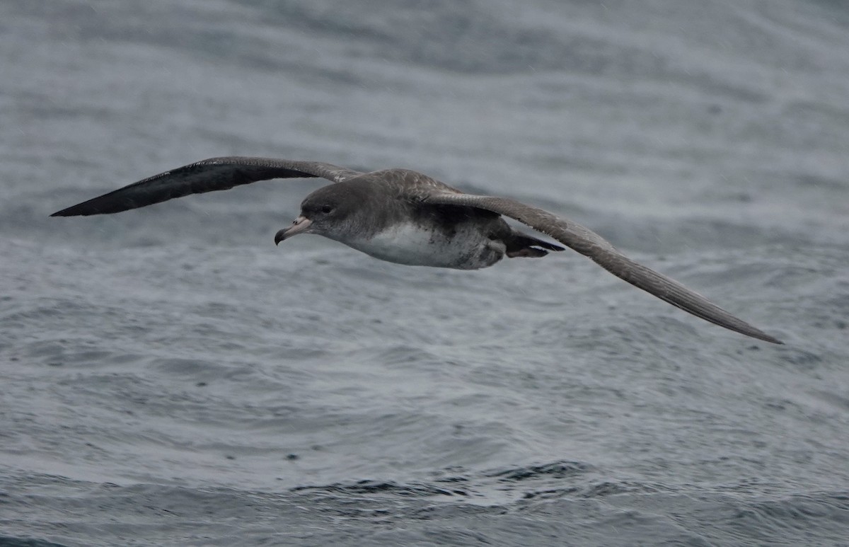 Pink-footed Shearwater - ML472883241