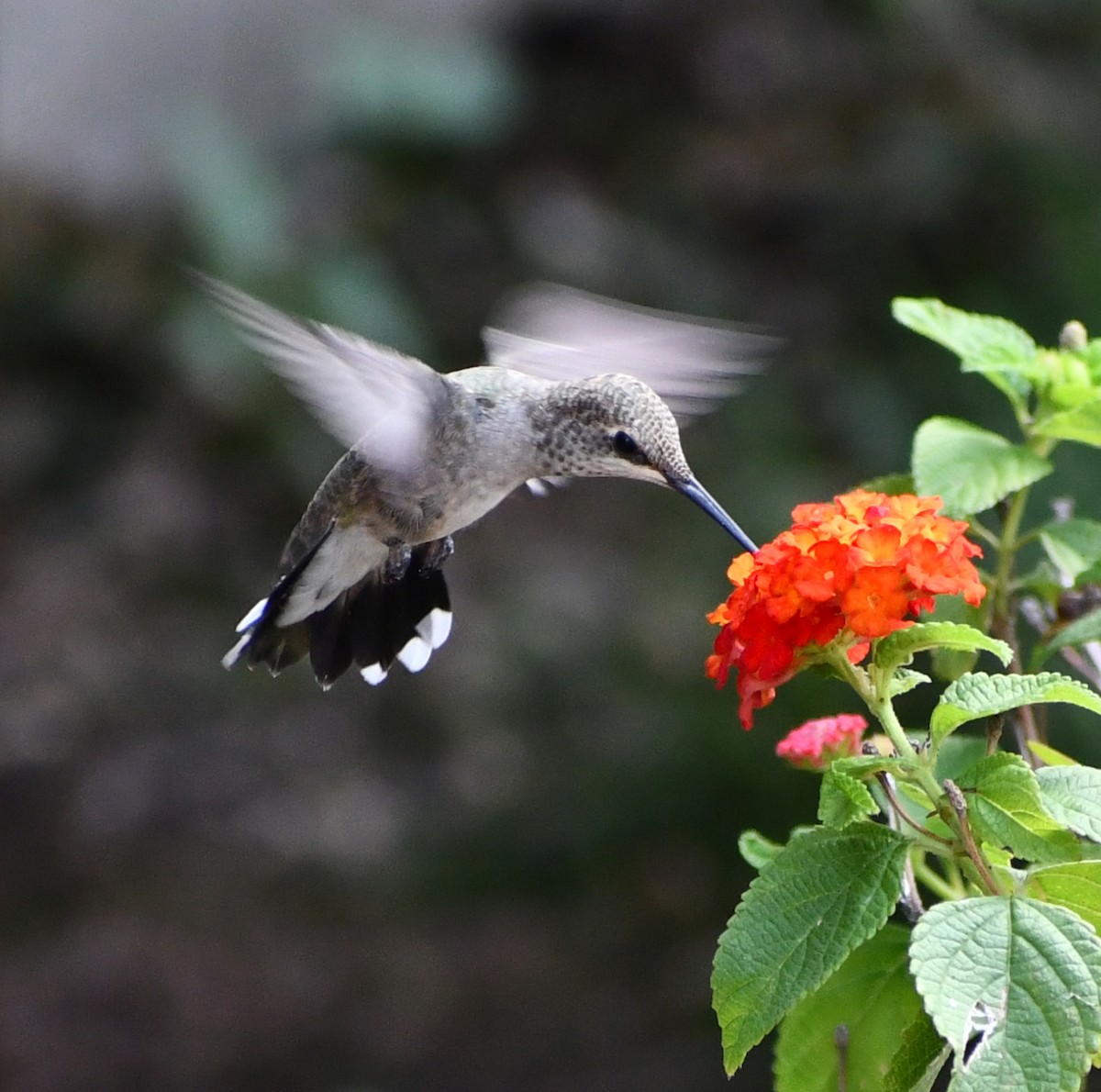 Black-chinned Hummingbird - ML472884561