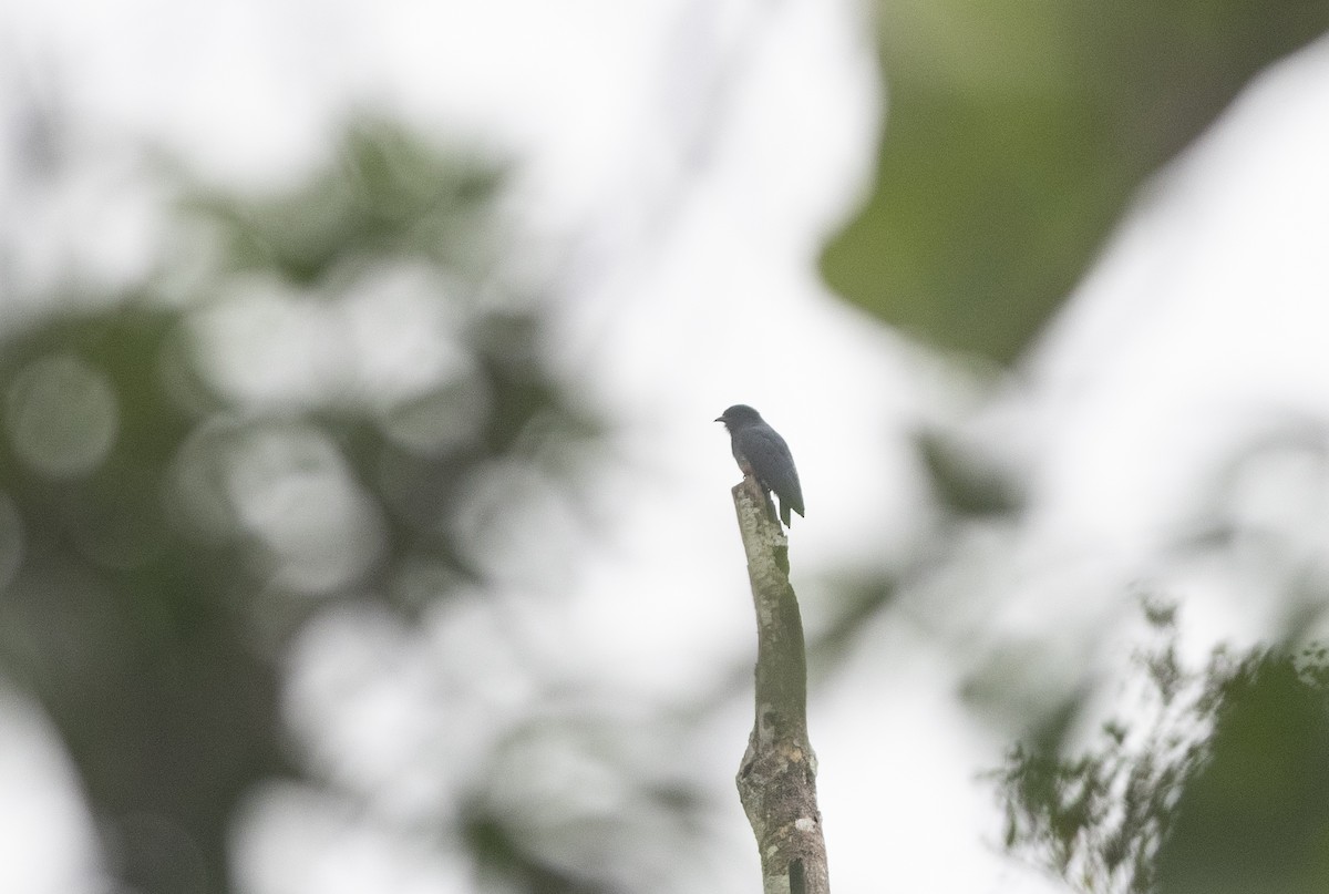 Swallow-winged Puffbird - ML472884961