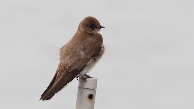Northern Rough-winged Swallow (Northern) - ML472885