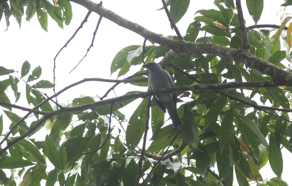 Blue-gray Tanager - ML472885521