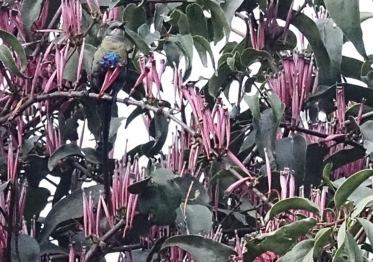 Purple-breasted Sunbird - ML472890401