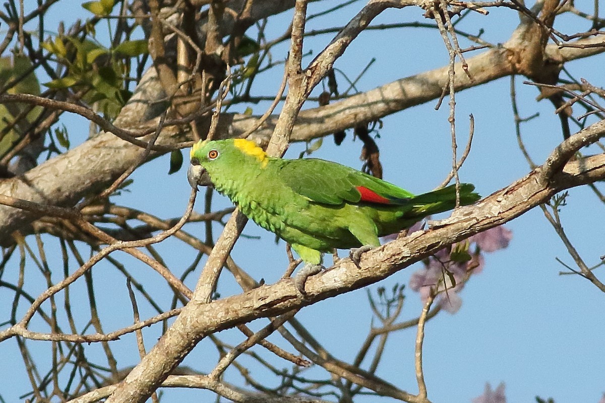 Yellow-naped Parrot - ML472891511