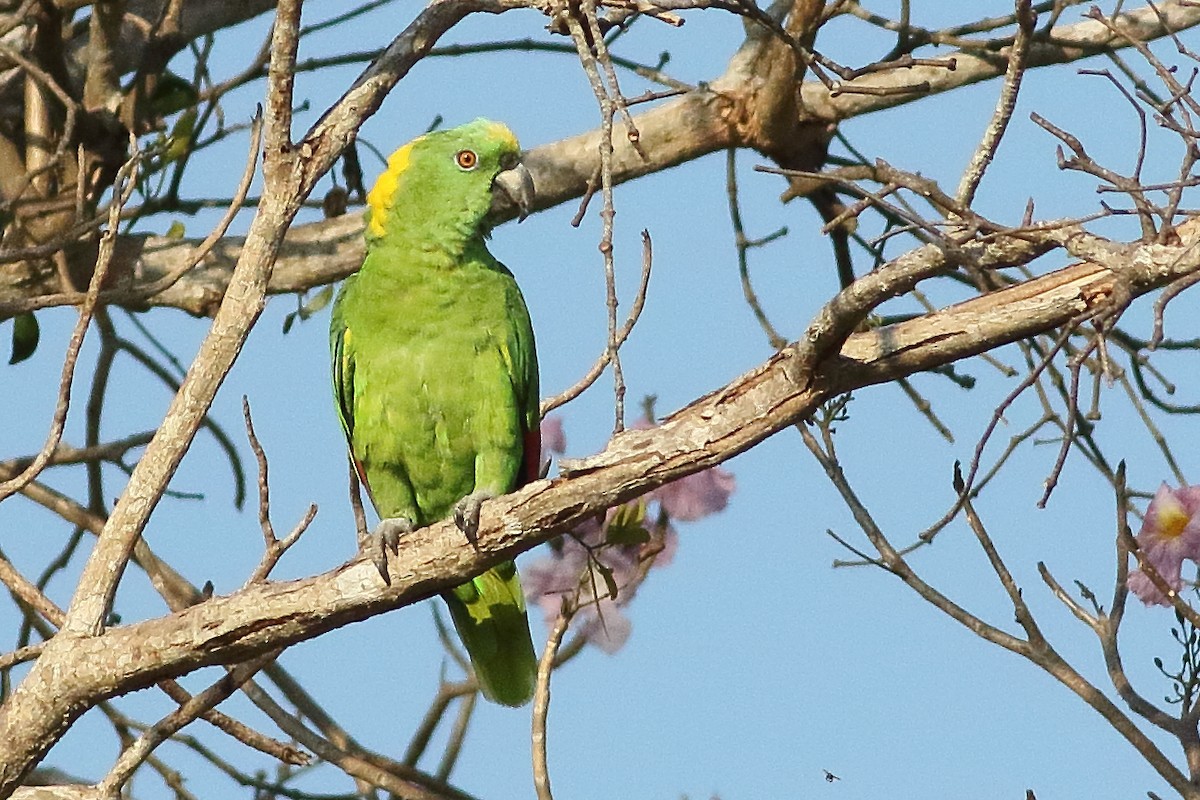 Yellow-naped Parrot - ML472891521
