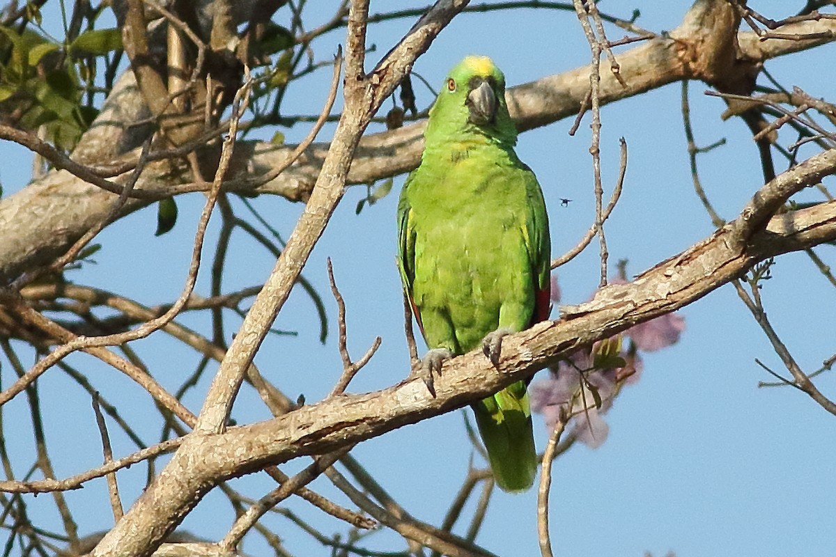 Yellow-naped Parrot - ML472891531