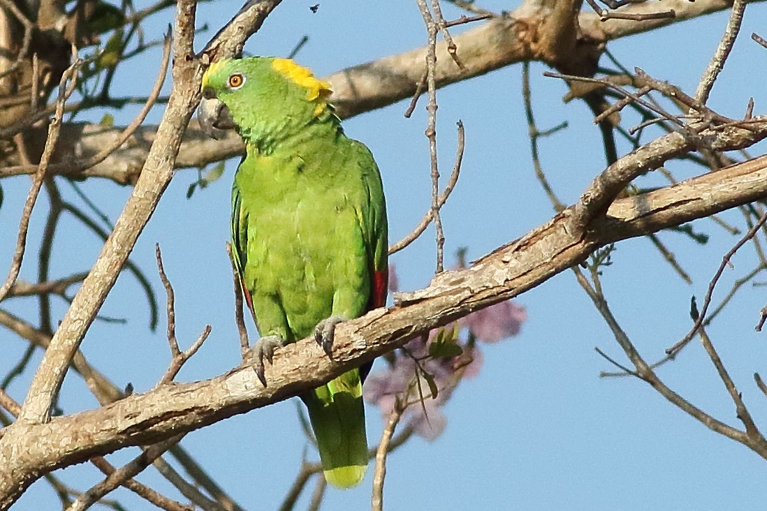 Yellow-naped Parrot - ML472891541