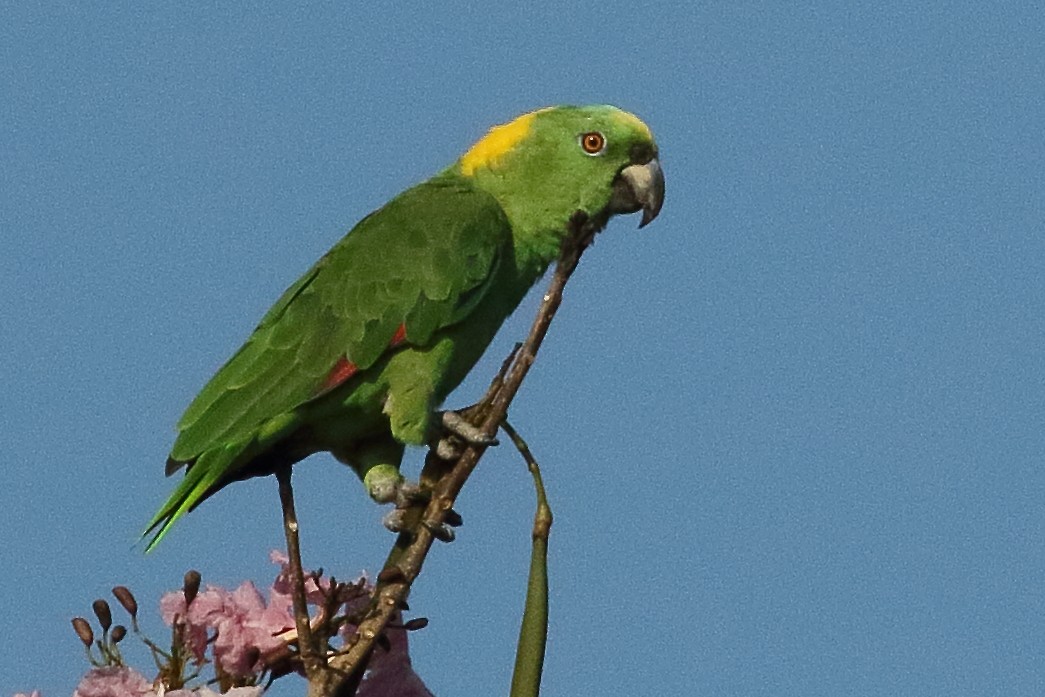 Yellow-naped Parrot - ML472891571