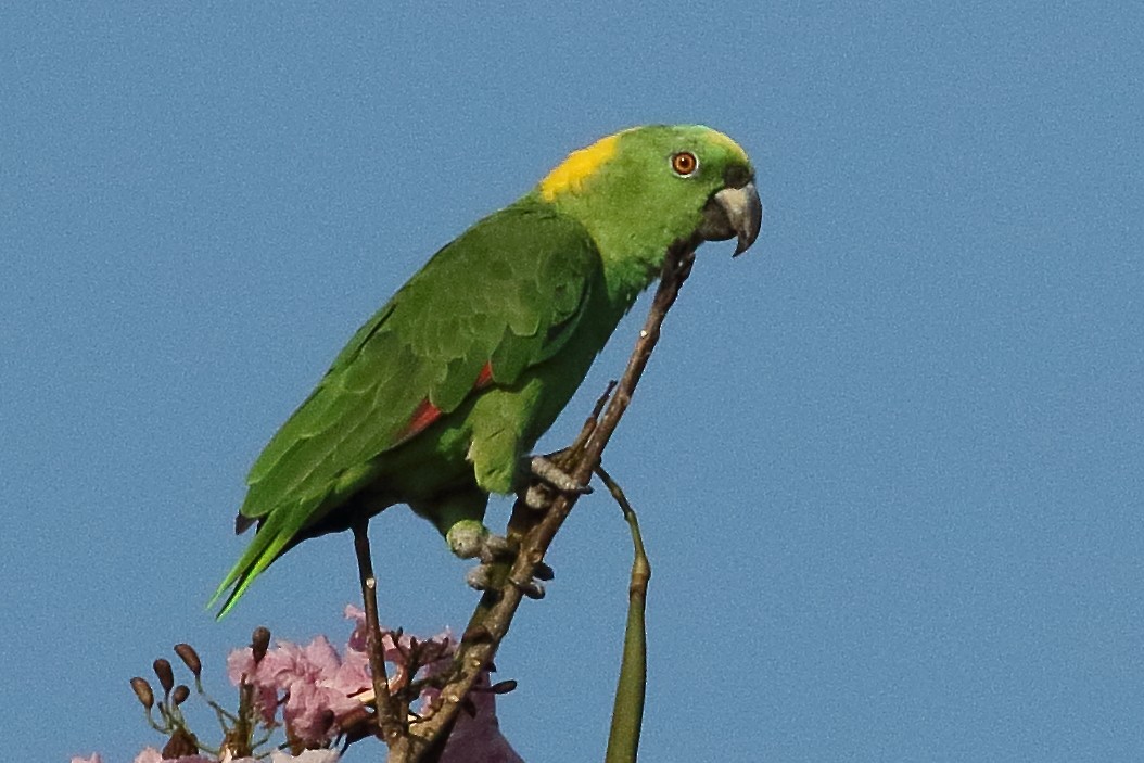 Yellow-naped Parrot - ML472891581