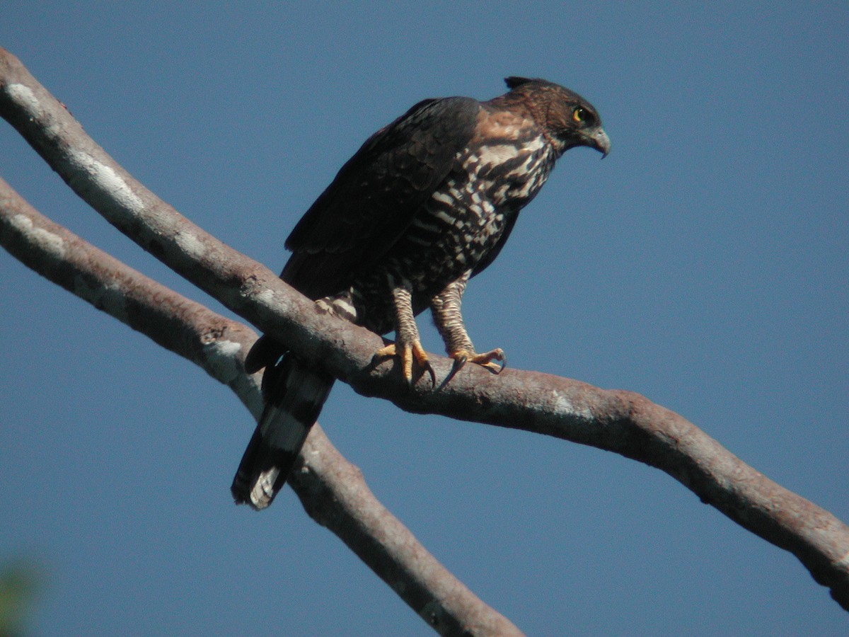 Wallace's Hawk-Eagle - Neoh Hor Kee