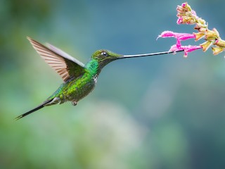  - Sword-billed Hummingbird