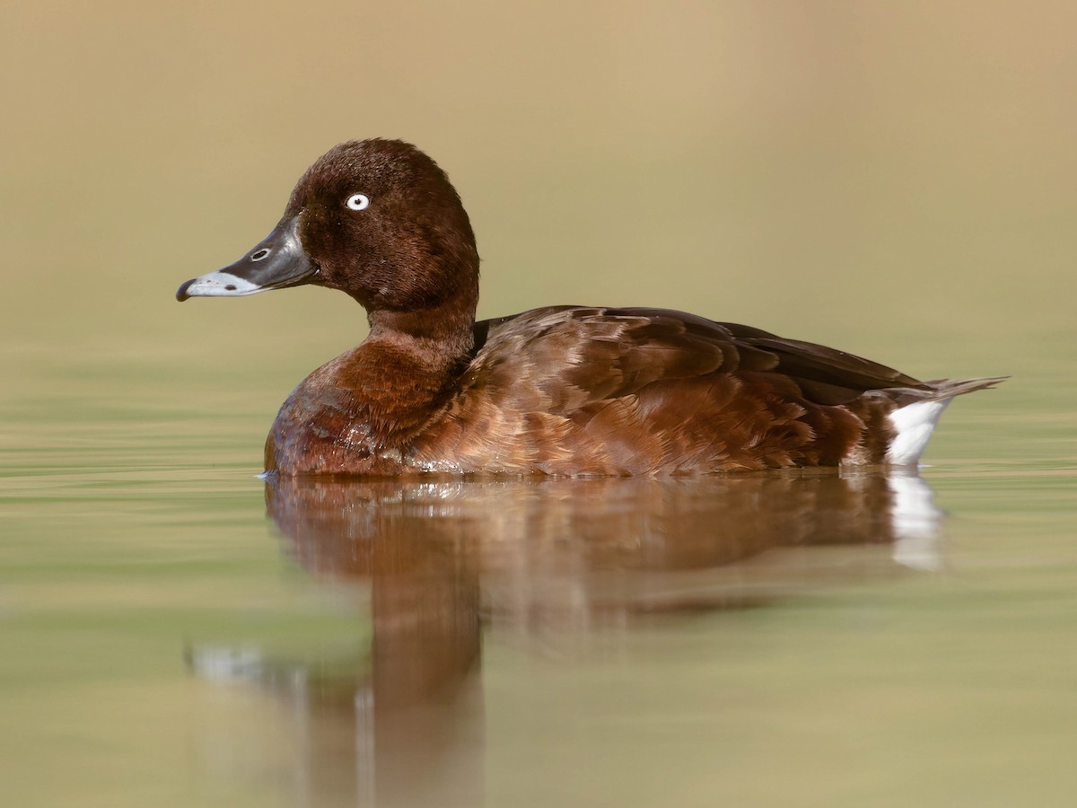 Hardhead - Aythya australis - Birds of the World